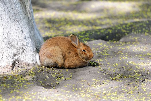 Rabbit sitting under a tree in spring