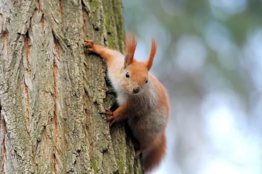 Red squirrel sitting on the tree
