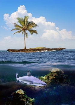 Beautiful island with palm trees and shark underwater