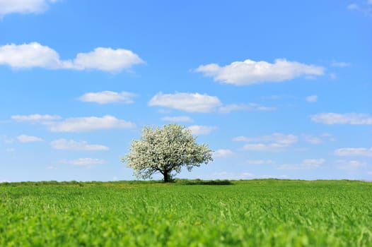 Single blossoming tree in spring on rural meadow