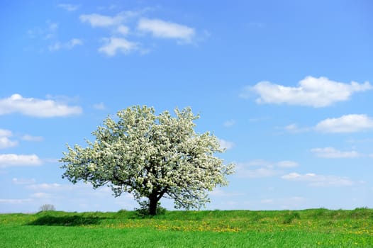 Tree in the spring on the sky background