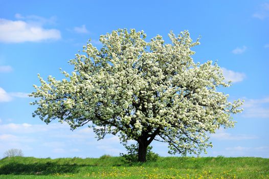 Single blossoming tree in spring on rural meadow