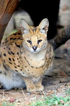 Wild Cat, Serval (Felis serval)