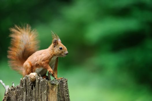 Red squirrel on a tree stump with nuts