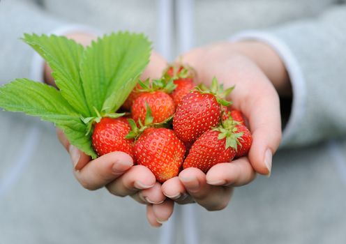 Close-up hands holding fresh strawberries