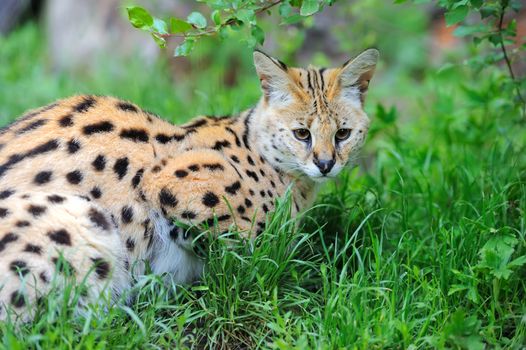 Serval cat (Felis serval) walking in the natural environment