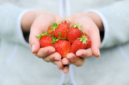 Close-up hands holding fresh strawberries