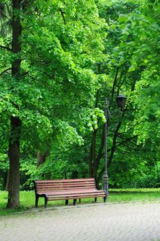 Bench in the sunmmer park among the green trees