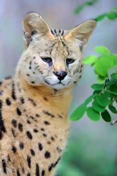 Serval cat (Felis serval) walking in the natural environment