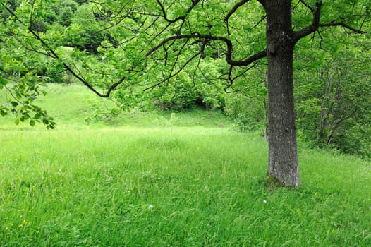 Spring meadow with big tree with fresh green leaves