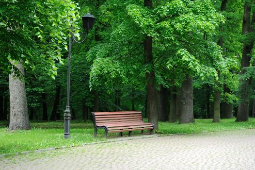 Bench in the sunmmer park among the green trees
