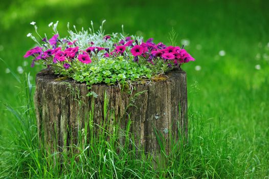 Beautiful Petunia flowers grow on a stump, garden decoration