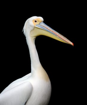 Portrait of a European white pelican isolated on black background.