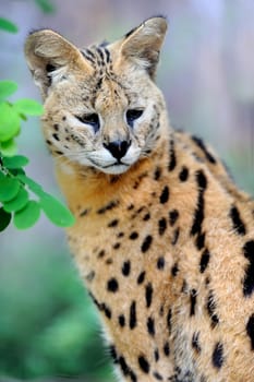 Serval cat (Felis serval) walking in the natural environment