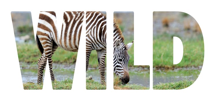 Background with word "Wild". Letters are made of zebra