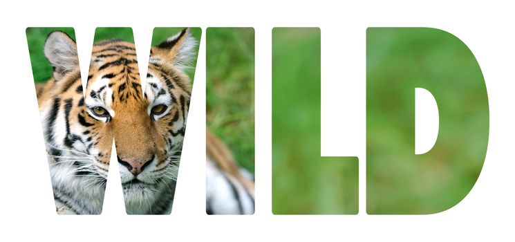 Background with word "Wild". Letters are made of tiger
