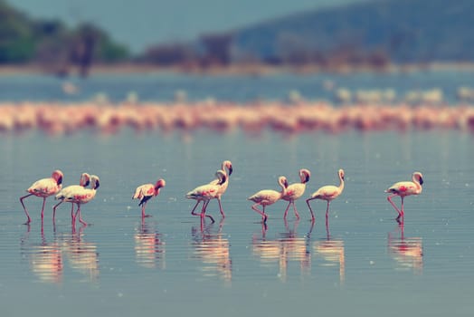 Flock of flamingos wading in the shallow lagoon water