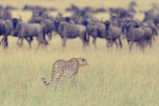 Wild african cheetah, beautiful mammal animal. Africa, Kenya