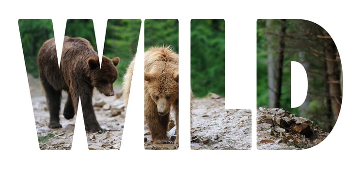 Background with word "Wild". Letters are made of bear