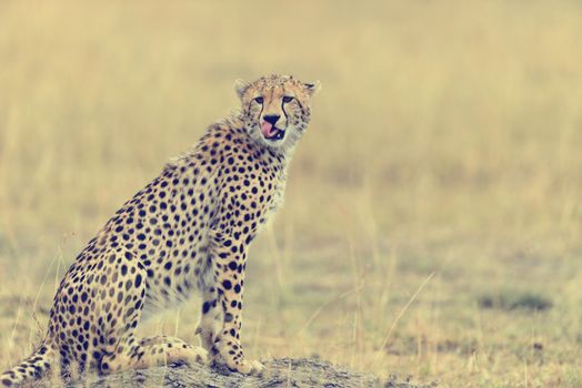 Wild african cheetah, beautiful mammal animal. Africa, Kenya