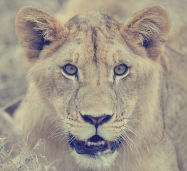 Close lion in National park of Kenya