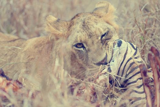 Lion eating a zebra, National park of Kenya, Africa