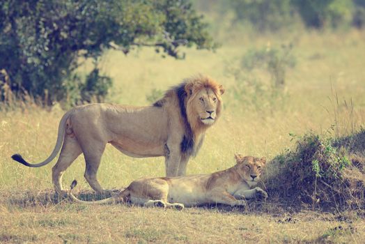 Close-up lion in National park of Kenya, Africa