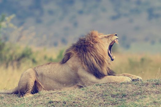 Close lion in National park of Kenya, Africa