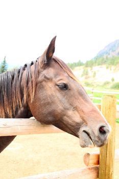 Mixed quarter horse apaloosa on the ranch