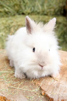 Lionhead rabbit sitting on a log against hay background