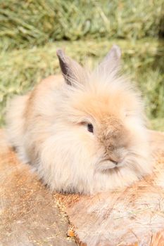 Lionhead rabbit sitting on a log against hay background