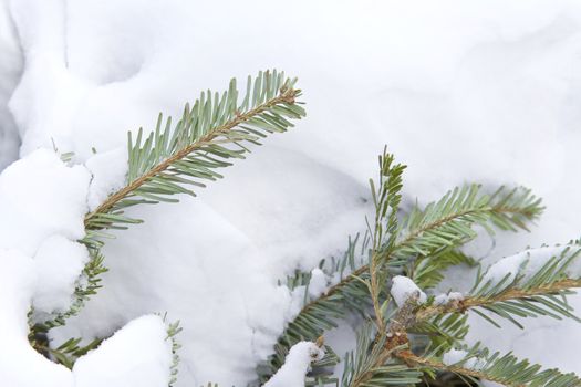 Tree branches cover with snow, Winter Season