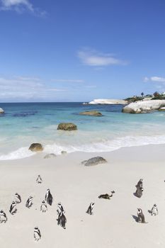 Penguins in love, False Bay, Boulders Bay, Simon's Town, Western Cape, Cape Town, South Africa.
Photo taken on: January 09th, 2013