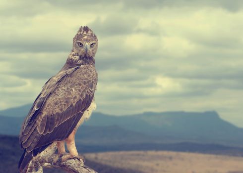 Tawny eagle (Aquila rapax) sitting on a branch tree, Africa, Kenya