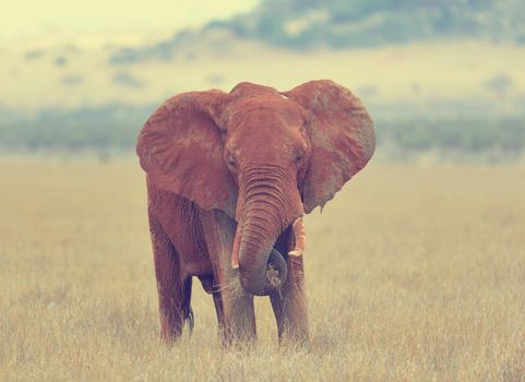 Elephant in National park of Kenya, Africa