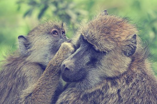 Young olive baboon in Masai Mara National Park of Kenya