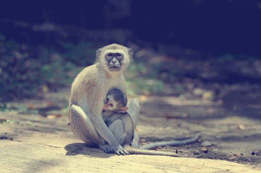 Two young vervet monkey on a stone