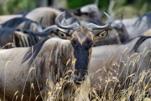 Close-up wildebeest, National park of Kenya, Africa