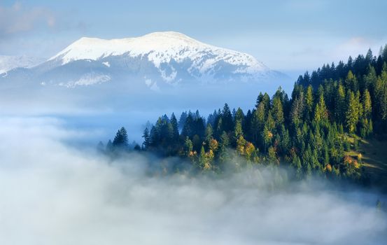 Mystical forest on the mountain slope