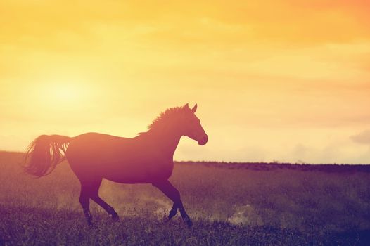 Horse in sunset