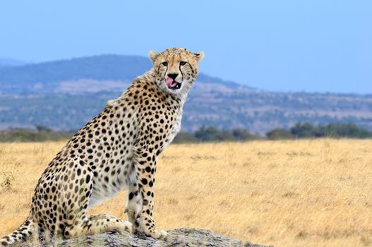 Wild african cheetah, beautiful mammal animal. Africa, Kenya