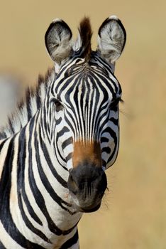 Zebra on grassland in Africa, National park of Kenya