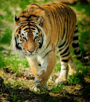 Amur Tigers on a geass in summer day