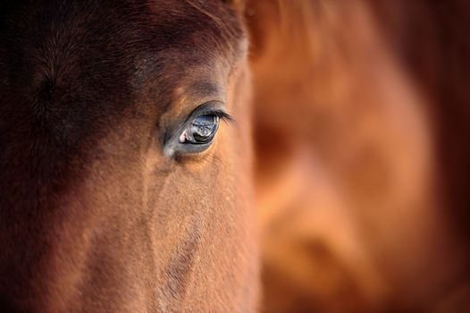 Eye of Arabian bay horse
