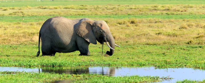 Elephant in National park of Kenya, Africa