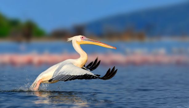 Great white pelican flying over the lake, Kenya, Africa