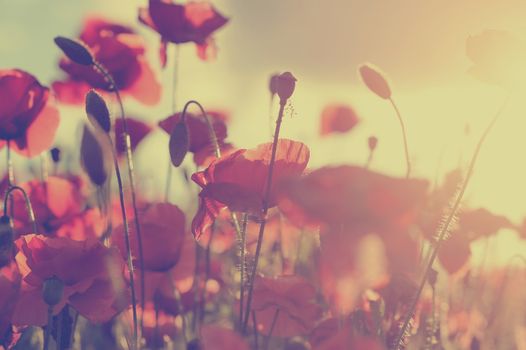 Field of bright red corn poppy flowers in summer