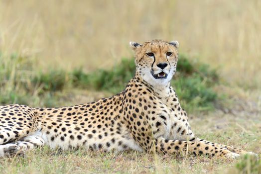 Wild african cheetah, beautiful mammal animal. Africa, Kenya
