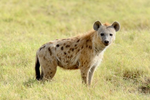 Portrait of spotted hyena in National park of Kenya