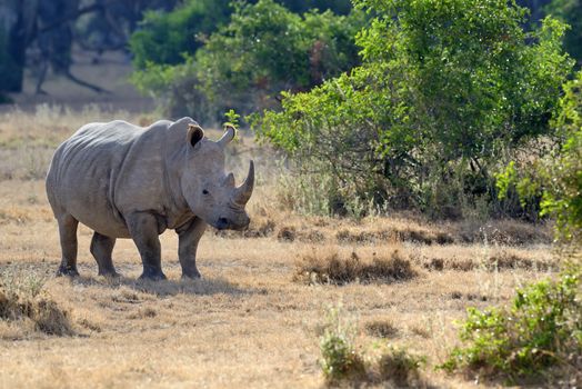 African white rhino, National park of Kenya